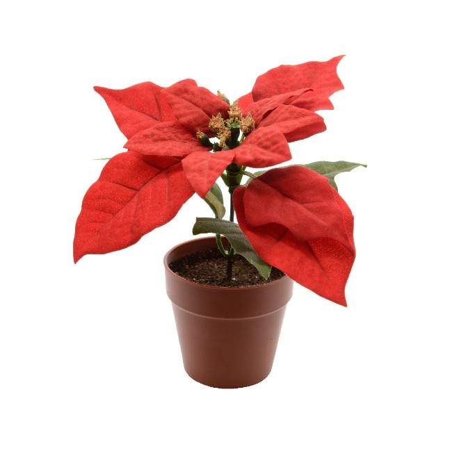 Immagine di Vasetto Poinsetia 14cm