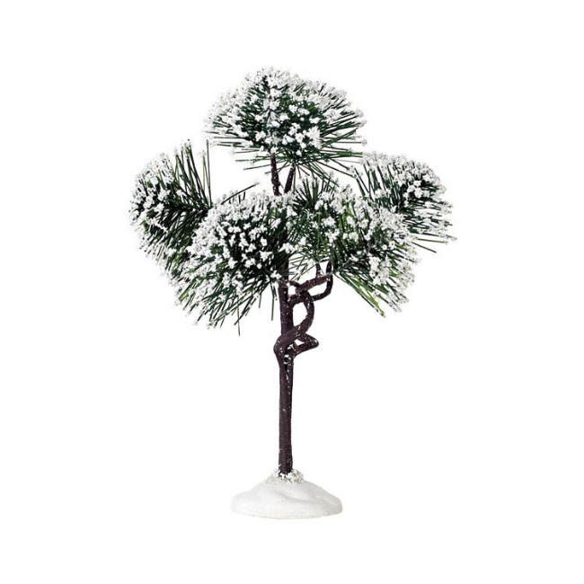Immagine di Mountain Pine, Medium - 74175