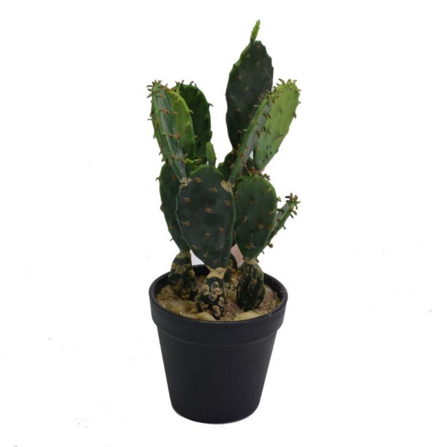Immagine di Cactus Opuntia con vaso Nero Ø14x(h)31,7cm 