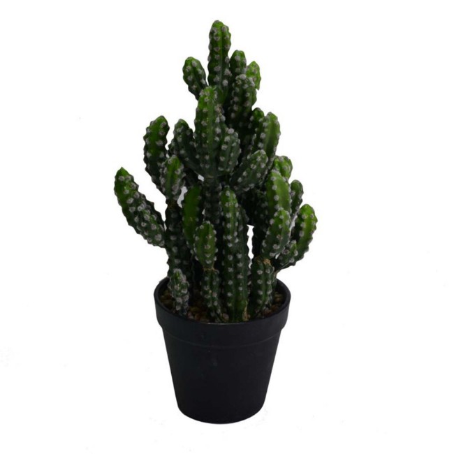 Immagine di Cactus Opuntia Subulata con vaso Nero Ø15x(h)33cm 