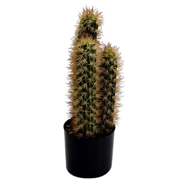 Immagine di Cactus cleistocactus con vaso Nero Ø13x(h)42cm 