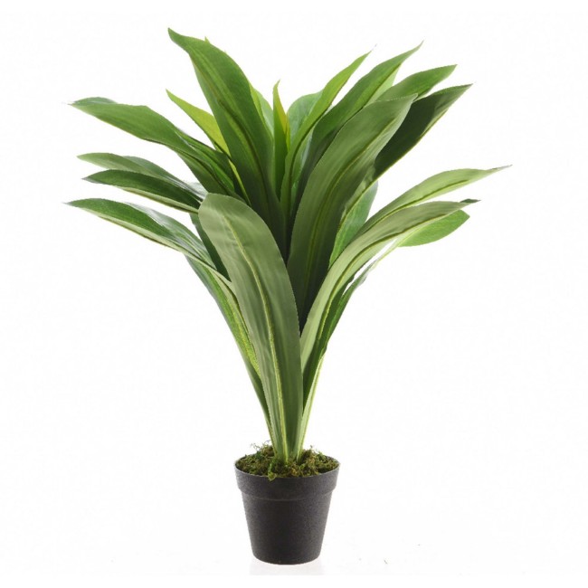 Immagine di Pianta dracaena con vaso 80cm 