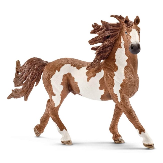 Immagine di Stallone Pinto 13794 