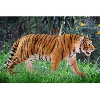 Immagine di Tigre 14729 