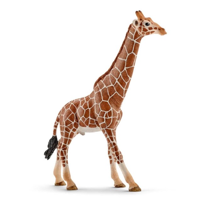 Immagine di Giraffa Maschio 14749 