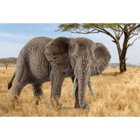 Immagine di Femmina di Elefante Africano 14761 