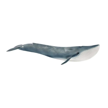 Immagine di Balenottera Azzurra 14806 