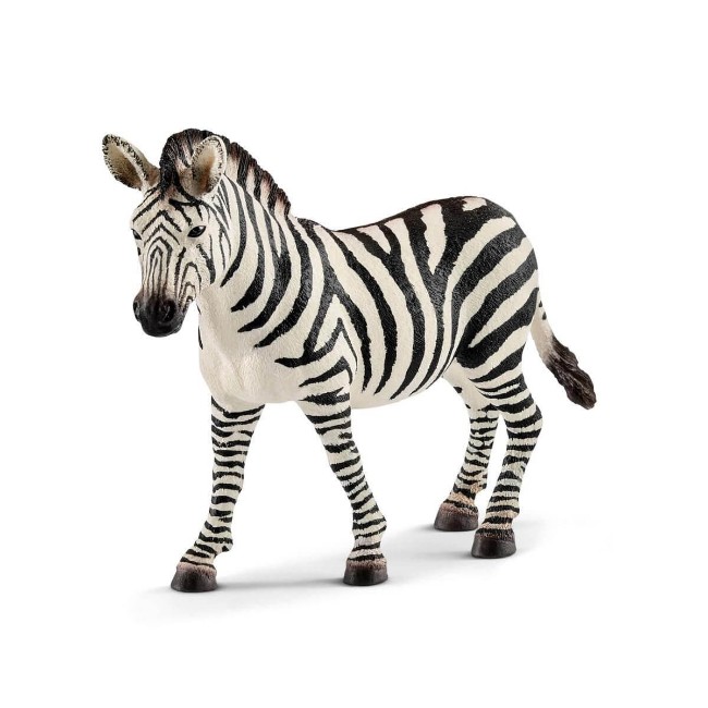 Immagine di Giovane Femmina di Zebra 14810 