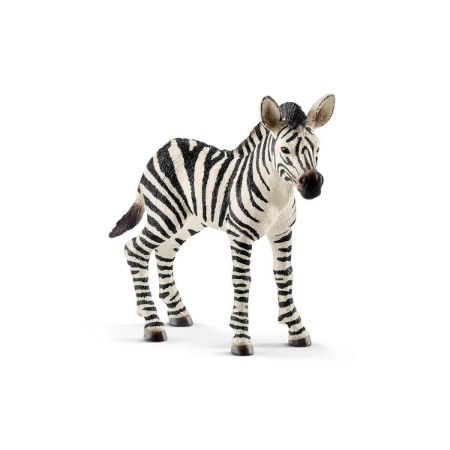 Immagine di Puledro di Zebra 14811 