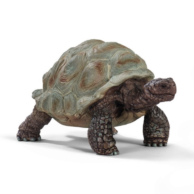 Immagine di Tartaruga Gigante 14824 