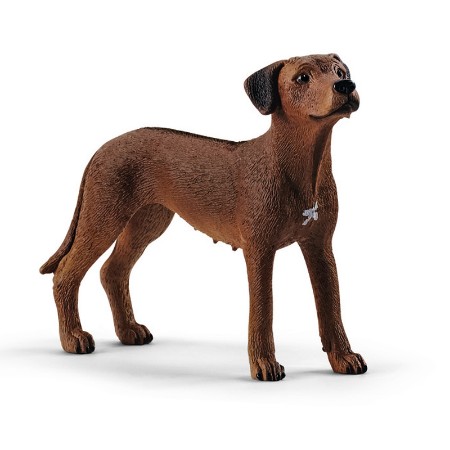 Immagine di Rhodesian Ridgeback 13895 