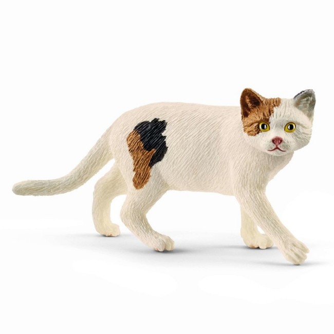 Immagine di Gatto Americano a Pelo Corto 13894 