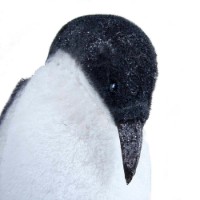 Pinguino Decorativo con Glitter