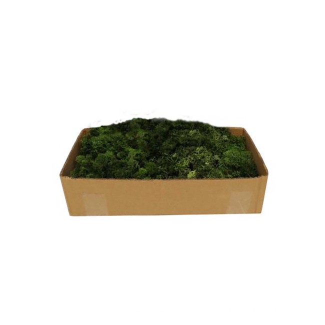 Scatola Muschio Lichene per Villaggio Natalizio e Presepe 500g