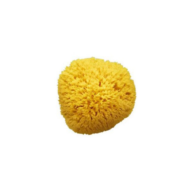 Spugna Arcipelago Bagnetto Spugnificio Bellini