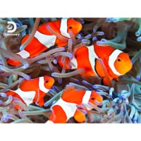 Prime 3D Puzzle Lenticolare 3D Clown Fishes 500 pezzi
