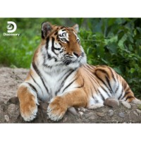 Prime 3D Puzzle Lenticolare 3D Animal Planet Discovery Tiger 500 pezzi