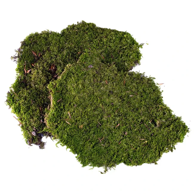 Muschio Naturale a Tappeto per Presepe 350gr