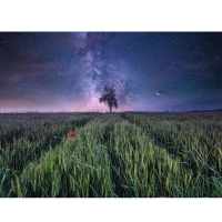 Ravensburger Puzzle Campo Stellato 1500 pezzi