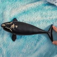 Schleich Wild Life Balena Franca Nordatlantica  14878 