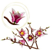 LEGO Botanicals Rametti di Magnolia 11510