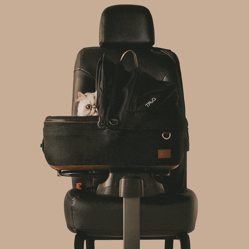 seggiolino auto per gatti
